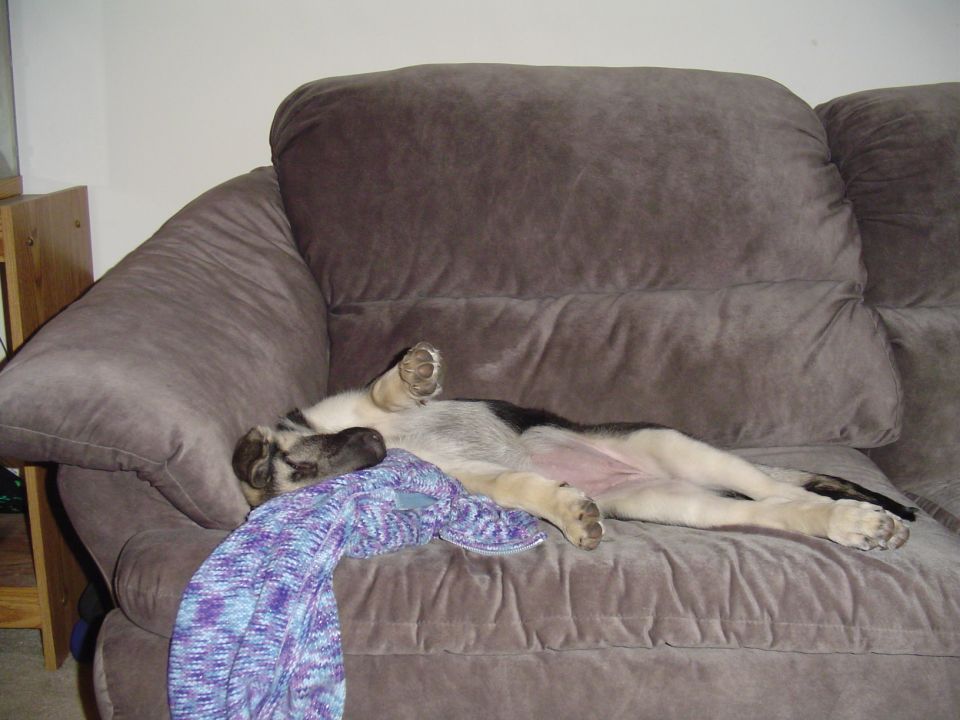 German Shepherd puppy asleep on its back on a gray couch