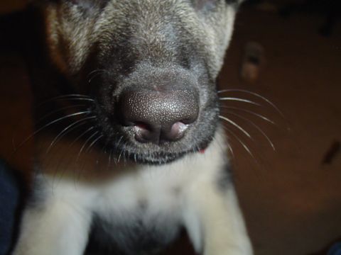 1990 Ford Bronco - A close-up view of a dog's nose and whiskers, with a watermark for Supermotors.net visible.