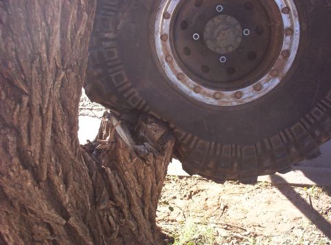 1988 Ford Bronco - A large tire is wedged against a tree, suggesting an off-road adventure or mishap.