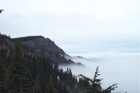 1995 Ford Bronco - A misty mountain scene with evergreen trees and a layer of fog obscuring the lower elevations.