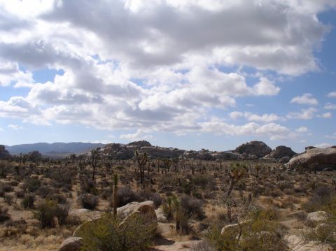 1990 Ford Bronco - A wide desert scene joshua trees and rock formations under a cloudy sky. The image includes a watermark for SUPERMOTORS.
