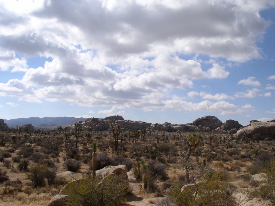 Desert landscape with joshua trees, rocks, and a cloudy sky. Watermark reads SUPERMOTORS