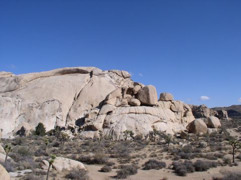 1990 Ford Bronco - A vast desert scene unfolds with imposing rock formations and scattered Joshua trees under a bright blue sky.