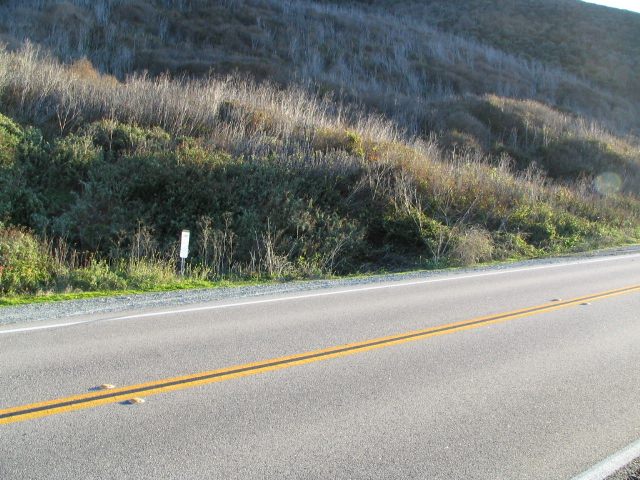 Roadside scene with a white marker post and dry vegetation