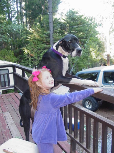 1986 Ford Bronco - Analise and Katie (the dane)