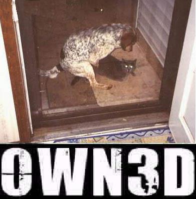 1985 Ford Bronco - A speckled hound-type dog and a dark cat face off inside a doorway behind a screen door, shot from outside on a tiled entry mat, with large…