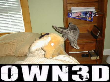 1985 Ford Bronco - Internet meme image of a gray tabby cat leaping off a wooden bookshelf toward a stuffed animal on a bed in a bedroom, with large white 'OWN…