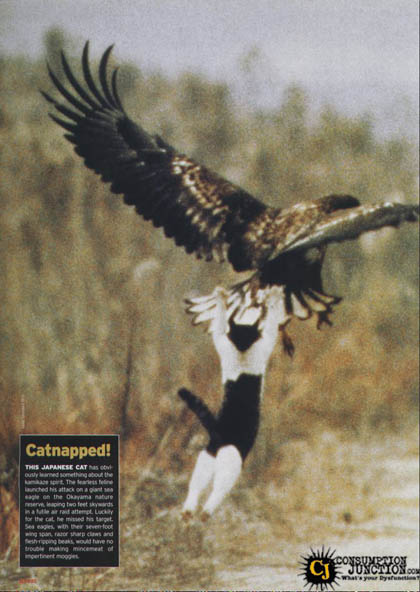 1990 Ford Bronco - An eagle attempts to carry off a black and white cat, which was luckily able to escape.
