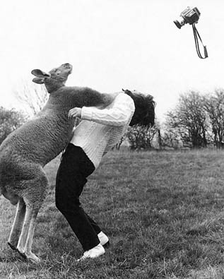 1990 Ford Bronco - A person is engaged in a physical struggle with a kangaroo in an outdoor grassy area.