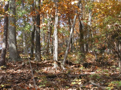 1985 Ford Bronco - Autumn foliage blankets the ground in a wooded area.