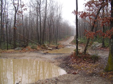 1993 Ford Bronco - A muddy, unpaved road winds through a dense forest, with large puddles obscuring the path ahead.