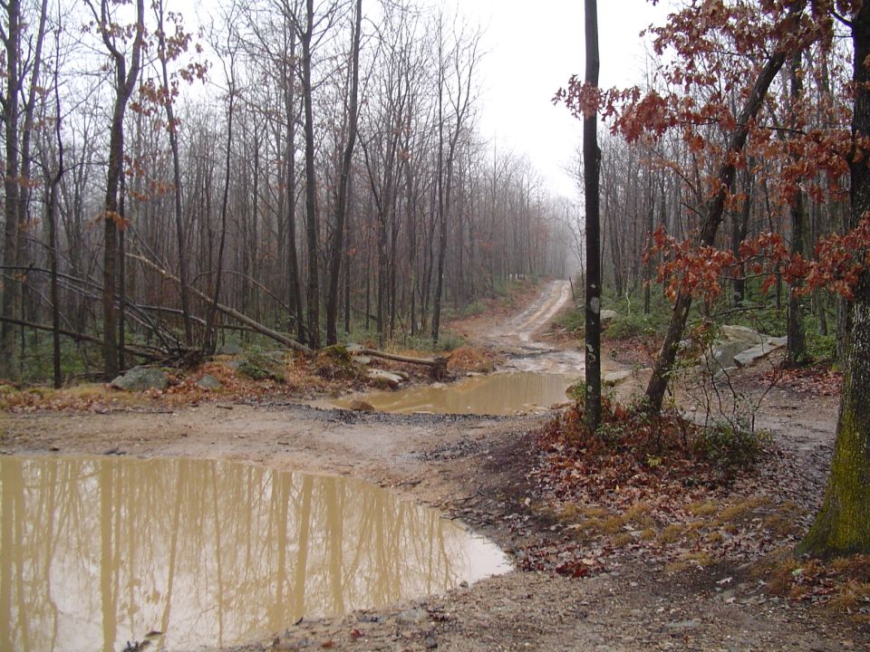 Muddy forest road with puddles and fallen trees