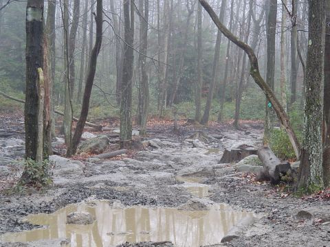 1993 Ford Bronco - A muddy and rocky path winds through a dense, foggy forest.