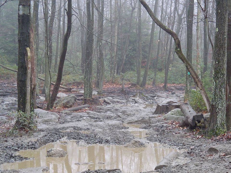muddy forest trail with puddles and rocks