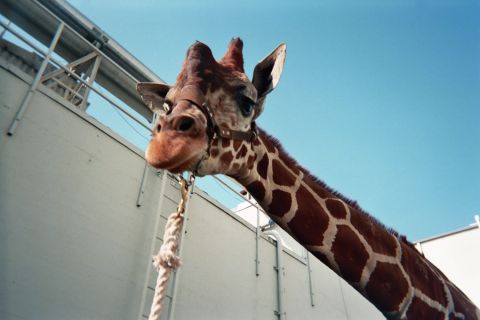 1990 Ford Bronco - reticulated giraffe in a halter lowers its head over a tall white wall, its patterned neck stretching against a clear blue sky.