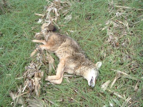 1995 Mercury Grand Marquis - A dead coyote lies in a grassy field with remnants of corn stalks scattered around it.