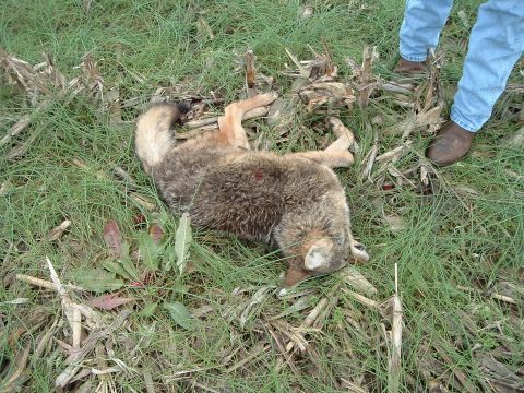 1995 Mercury Grand Marquis - A dead coyote lies in a field next to corn stalks, with a person's boots visible in the upper right corner. The Supermotors.net logo is in…