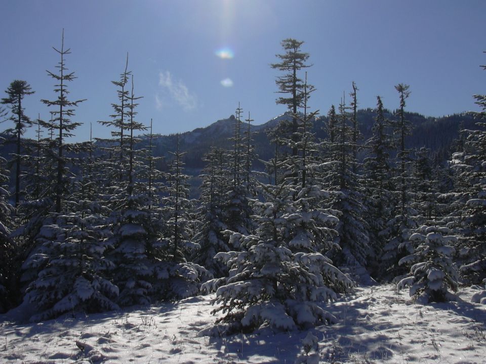 Christmas tree jackpot!!!