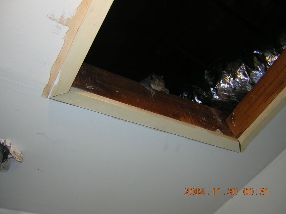 Squirrel peeking out of a ceiling/attic opening near ductwork