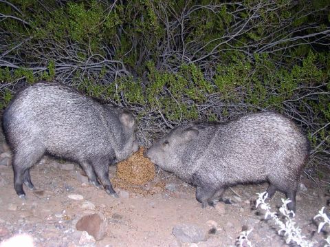 1990 Ford Bronco - Two javelinas are seen eating on the ground in a natural outdoor setting.