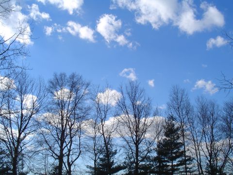 1990 Ford Bronco - A bright blue sky with scattered white clouds is visible above a line of silhouetted trees.