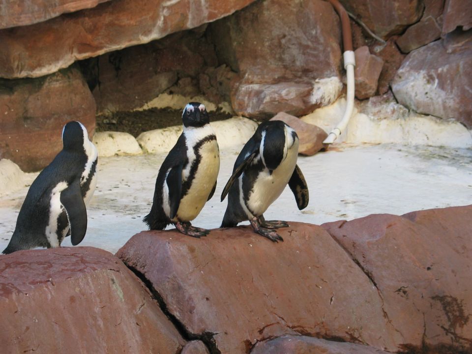 Three penguins stand on reddish-brown rocks in an enclosure