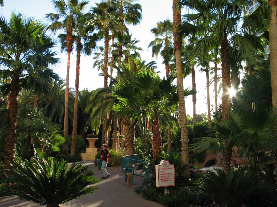 Person walking on path through palm trees at a resort