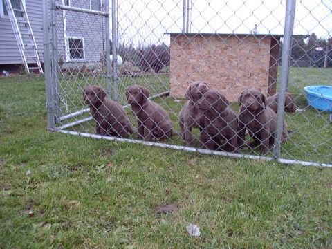 1992 Ford Bronco - Puppies wait in their outdoor kennel enclosure.