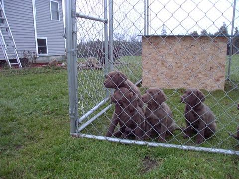 1992 Ford Bronco - Several puppies are contained within a fenced area on a grassy lawn.