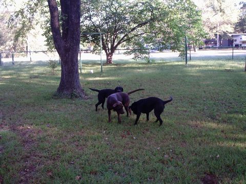 2000 Ford Taurus - Several dogs are playing in a grassy yard, with a large tree providing shade.