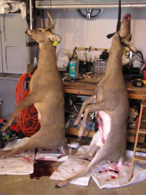2000 Chevrolet Tahoe - Two deer are hanging in a garage, ready for processing, with a workbench in the background.