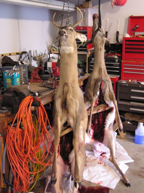 2000 Chevrolet Tahoe - Two deer are hanging in a garage, ready for processing, with tools and supplies visible.