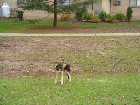 1990 Ford Bronco - A German Shepherd dog stands in a yard with a building and trees behind it.