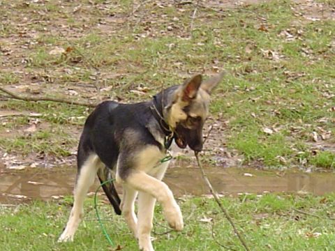 1990 Ford Bronco - A dog plays with a stick in a muddy, grassy field.