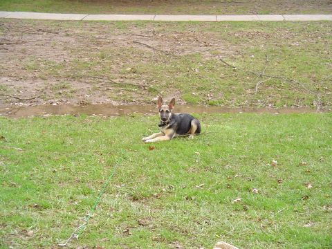 1990 Ford Bronco - A German Shepherd dog rests on a grassy lawn near a muddy area and a sidewalk, with a website watermark visible.