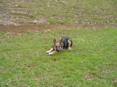 1990 Ford Bronco - A German Shepherd dog rests on a grassy area next to a muddy stream, with a stick in front of it.