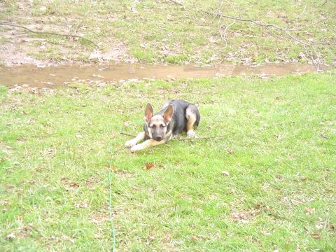 1990 Ford Bronco - A German Shepherd dog rests on a grassy field near a muddy puddle.
