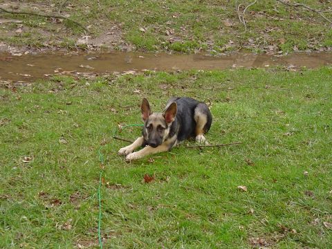 1990 Ford Bronco - A German Shepherd dog rests on a grassy area next to a muddy ditch.