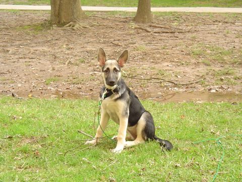 1990 Ford Bronco - A German Shepherd dog sits on a grassy area with trees and dirt in the background.