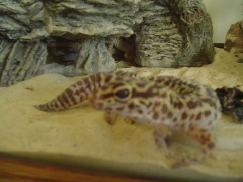 1990 Ford Bronco - A leopard gecko rests on sandy substrate within a terrarium, with a Supermotors.net logo in the lower right corner.