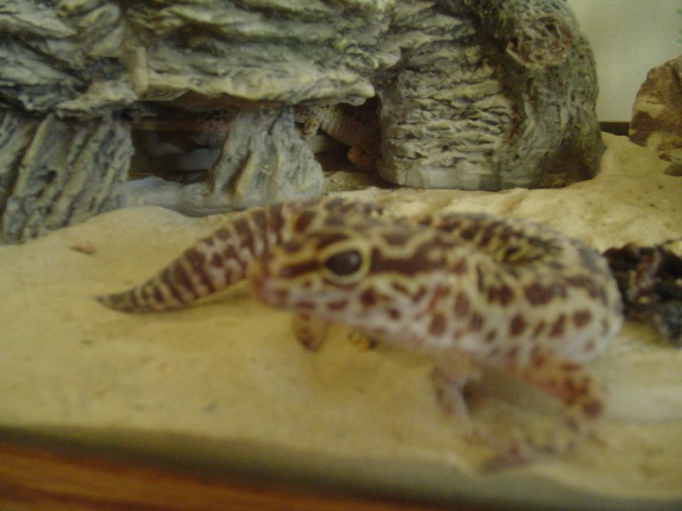 Spotted leopard gecko on sand slab inside a terrarium with rock hides