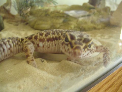 1990 Ford Bronco - A leopard gecko rests on sand within its enclosure, with rocks and foliage in the background.
