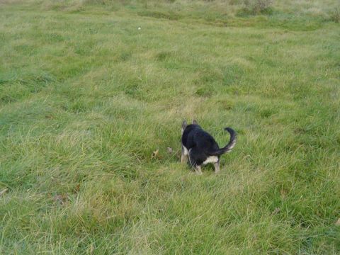 1990 Ford Bronco - A dog is relieving itself in a field of green grass. A website watermark is visible in the lower right corner.