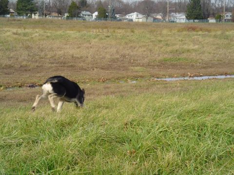 1990 Ford Bronco - A dog explores a grassy field with houses in the background.