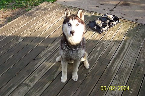 1978 Ford Bronco - Husky dog on a wooden deck with two electric fans. Image dated 06/02/2004.