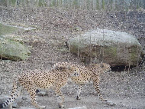 1990 Ford Bronco - A pair of cheetahs are captured on a trail camera as they traverse a natural habitat with rocks and sparse trees.