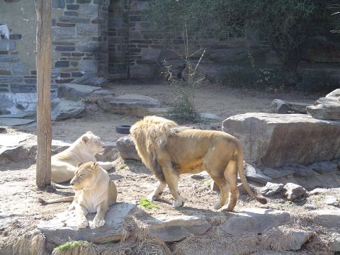 1990 Ford Bronco - A male lion walks past two resting females in a zoo enclosure with stone structures and natural rocks.
