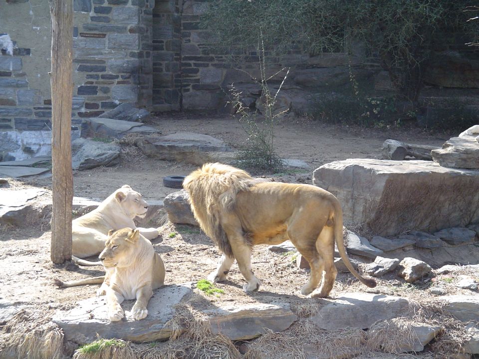 Three lions in a rocky enclosure, one male standing and two females resting