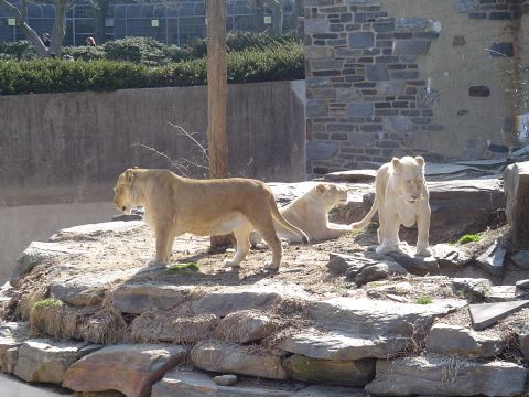 1990 Ford Bronco - Lions rest and survey their surroundings within a rocky zoo habitat.