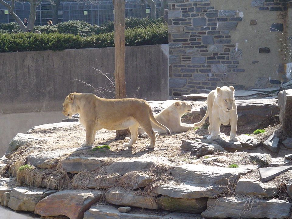 Three lions on rocks in an enclosure. One lion stands left, another sits behind, and a third stands right